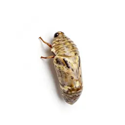 Chrysalis