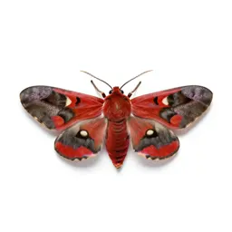 Cinnabar