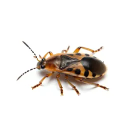 Coccid insect