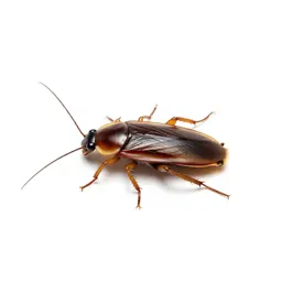 Cockroach