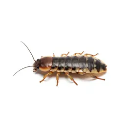 Collembolan