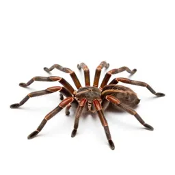 Comb-footed spider