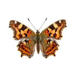 Comma