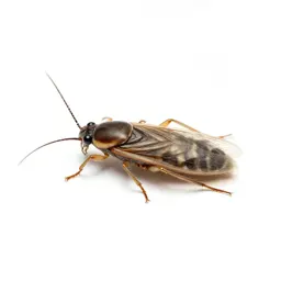 Common louse