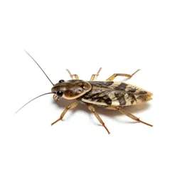 Common pond-skater