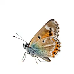 Copper
