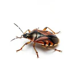 Cotton stainer