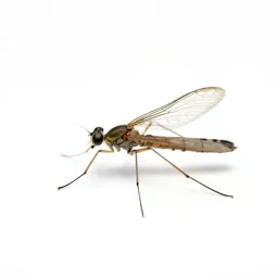 Crane fly