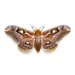 Cynthia moth