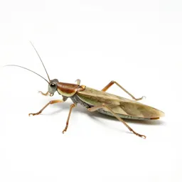 Diapheromera