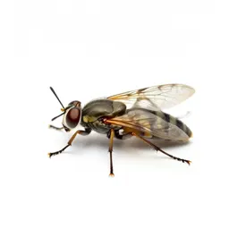 Dipterous insect