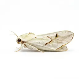 Domestic silkworm moth