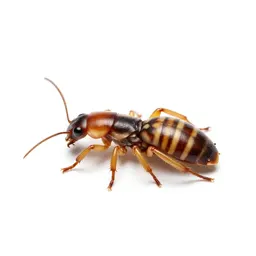 Dry-wood termite