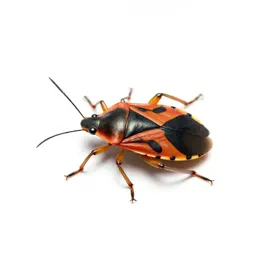 Firebug