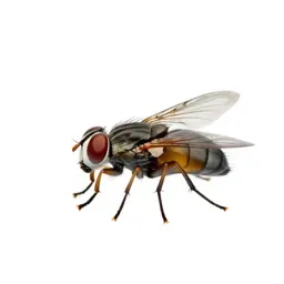 Fly