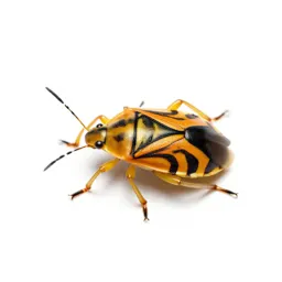 Four-lined plant bug