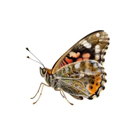 Fritillary