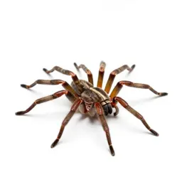 Garden spider