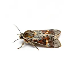 Gelechiid