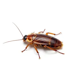 Giant cockroach