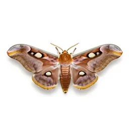 Giant silkworm moth