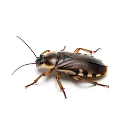 Giant water bug