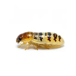 Glowworm