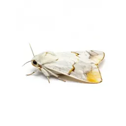 Gold-tail moth