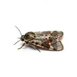 Gracilariid
