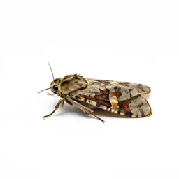 Grain moth
