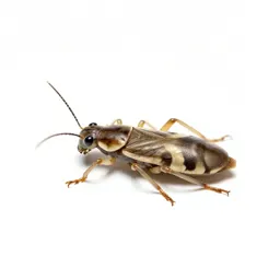 Grape louse