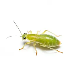 Green peach aphid
