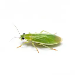 Greenfly