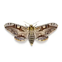 Gypsy moth