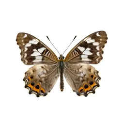 Hairstreak