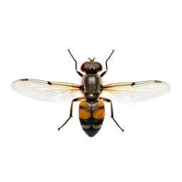 Hanging fly
