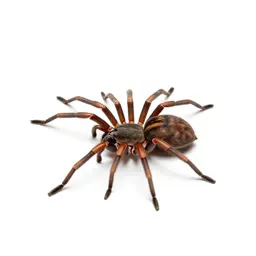 Harvestman