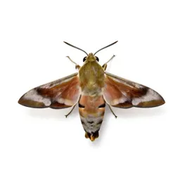 Hawkmoth