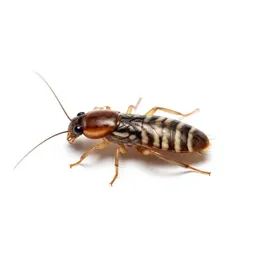Head louse