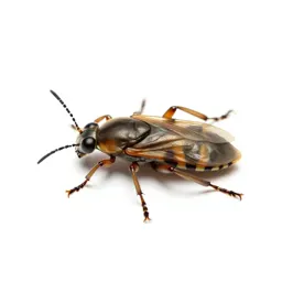 Hemipterous insect