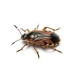 Heteropterous insect