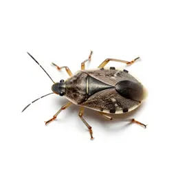 Lace bug