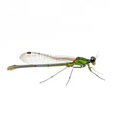 Lacewing