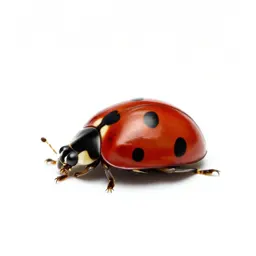 Ladybug