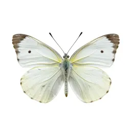 Large white