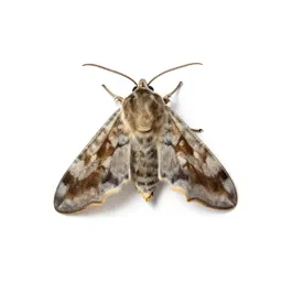 Lasiocampid