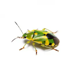 Leaf bug