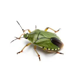Leaf-footed bug