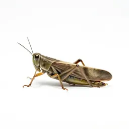 Leafhopper