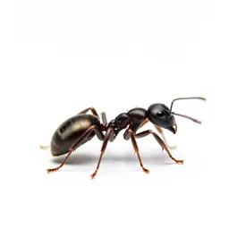 Little black ant
